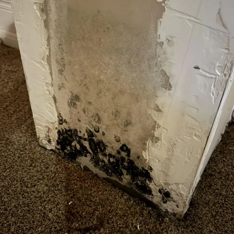 Professional Mold Removal in Saint Anne, IL
